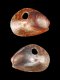 Mytilus edulis (juv) - 1.75 mm - RC 3903