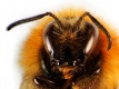 Hommel_02