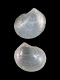 1_Ctena-decussata-juv-1.5-mm-RC-2999