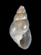 1_Odostomia-striolata-2.6-mm-RC-2971