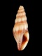 Bela zonata - 8.1 mm - RC 4173