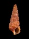 Bittium latreillii (juv) - 5.0 mm - RC 4178 [a1]