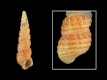 Bittium reticulatum - 12.9 mm - RC 4176 [a2]