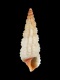 Bittium-reticulatum-5.4-mm-RC-2982