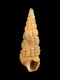 Bittium reticulatum (f) scabrum - 9.0 mm - RC 4177 [a1]