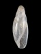 Cecilioides-sp.-3.0-mm-RC-2981