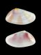 Donax semistriatus [a] - 10 mm - RC 3954