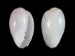 Gibberula sp - 2.1 mm - RC 3923