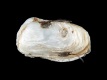 Hiatella-rugosa-4.4-mm-RC-2988