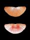 Leptochiton algesirensis - 1.75 mm- RC 3940