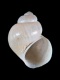Mercuria-confusa-2.8-mm-RC-2963