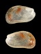 Musculus-costulatus-juv-2.15-mm-RC-2991