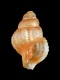 Nassarius-incrassatus-juv-1.8-mm-RC-2984