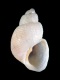 Noemiamea-dolioliformis-1.75-mm-RC-2966