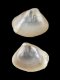 Nuculana pella (juv) - 2.0 mm - RC 3582