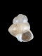 Seila-sp.-protoconch-1.35-mm-RC-2962