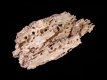 Teredo navalis - boorgaten hout - 104 mm - RC 2950