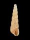 Turbonilla rufa - 2.9 mm - RC 3575 [b]