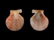 Aequipecten opercularis - 15 mm - RC 3551