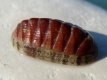 Chiton corallinus - RC 2883 [b]