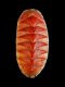 Chiton corallinus [a]  - 19 mm - RC 2883