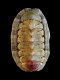 Chiton olivaceus [c] - 19 mm - RC 2883