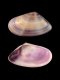 Donax semistriatus [a] - RC 2932