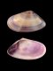 Donax semistriatus [a] - RC 2932