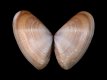 Donax semistriatus [b] - RC 2932