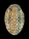 Lepidochitona corrugata - 7.9 mm - RC 3566 [c]
