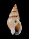 Nassarius cuvieri - 12 mm - RC 3537