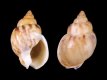 Nassarius mutabilis [a] - RC 2908