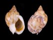 Nassarius mutabilis [b] - RC 2908