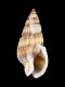 Nassarius nitidus - RC 2910