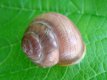 Cepaea nemoralis - Nederland