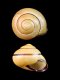 Cepaea nemoralis [a] - RC 2959