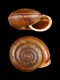 Chilostoma sp - RC 2954