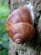 Helix pomatia - Denemarken