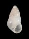 Odostomia acuta - 1.1 mm - RC 2682