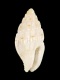 Anachis sp. - 3.2 mm - RC 2717