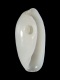 Atys sp. (juv) - 4.6 mm - RC 2717