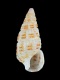 Cerithium sp. - 5.9 mm - RC 2717