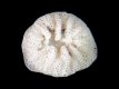 Mosdiertje (Bryozoa) - 2.7 mm - Tenerife - RC D129