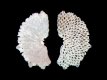 Skeletstructuur kolonie mosdiertjes (Bryozoa) - 6.1 mm - D091 - Lanzarote