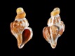 Boreotrophon-species-juv-Pleistoceen-3.3-mm-Nederland-Zeeland-Zeeuws-Vlaanderen-Nieuwesluis-RC-4434