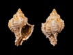 Hexaplex-trunculus-Mioceen-43.3-mm-Middellandse-Zee-RC-F137