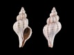 Murex-inornatus-inornatus-Mioceen-10.6-mm-Nederland-Gelderland-Winterswijk-Miste-RC-F204