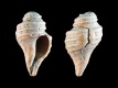 Nucella-incrassata-juv-9.0-mm-Nederland-Zeeland-Wacheren-Westerschelde-Kaloot-RC-0754