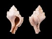 Pterynotus-crenulatus-tricarinatus-Eoceen-Lutetien-27.4-mm-Frankrijk-Damery-RC-F199