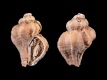 Vokesinotus-lamellosus-Pleistoceen-16.1-mm-Verenigde-Staten-Florida-Desoto-Caloosahatchee-Formation-RC-F276